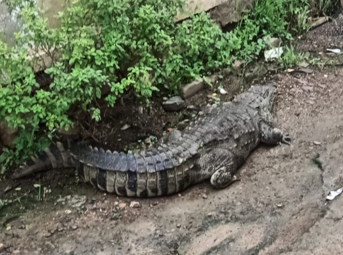 %E0%A4%A8%E0%A5%80%E0%A4%AE%E0%A4%9A %E0%A4%AE%E0%A4%97%E0%A4%B0%E0%A4%AE%E0%A4%9A%E0%A5%8D%E0%A4%9B %E0%A4%A8%E0%A5%8D%E0%A4%AF%E0%A5%82%E0%A4%9C%E0%A4%BC 696x519