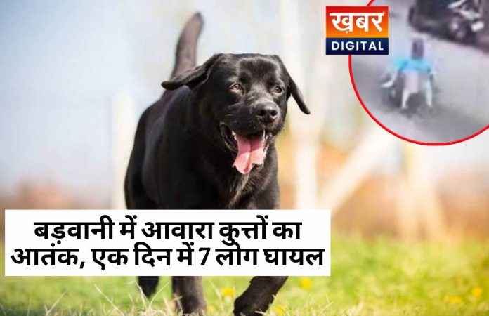 Terror Of Stray Dogs In Barwani 7 People Injured In One Day 696x450