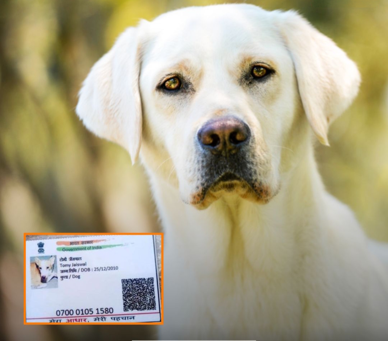 Gwalior Dog Aadhaar Card News