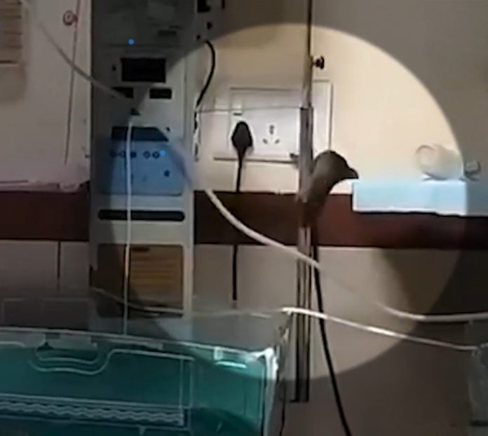Indore Hospital Rat Incident 696x622