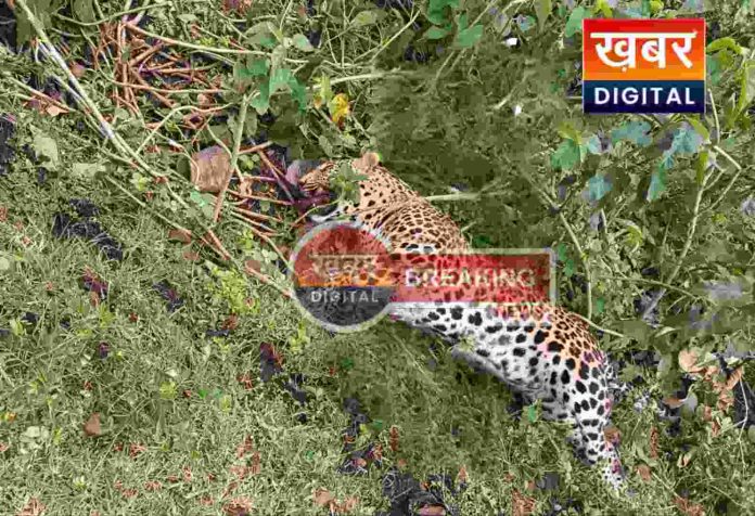 Leopard Found Dead %E2%80%93 Accident Or Poaching 696x476