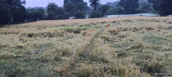 IMG 20251031 101858 384 696x313