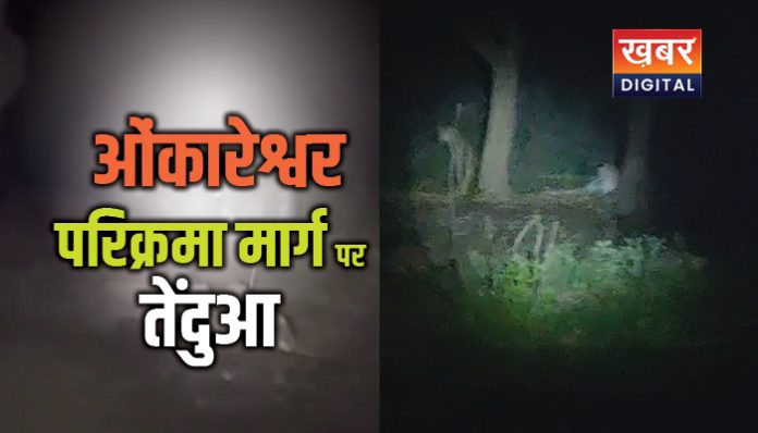 Omkareshwar leopard news