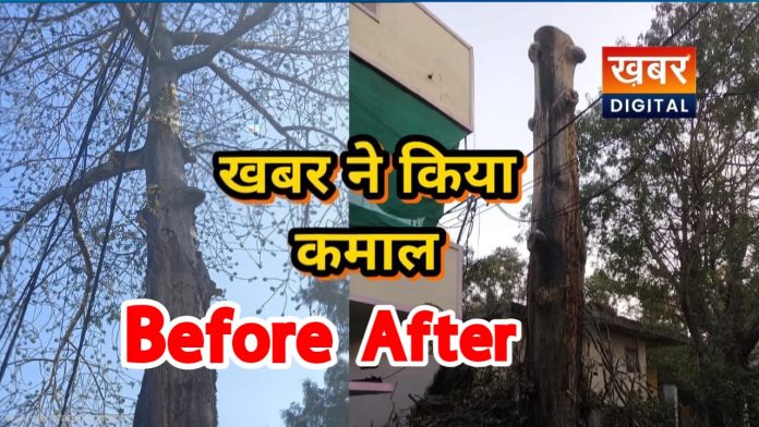 महापौर पुष्यमित्र भार्गव ने किया वादा पूरा... जर्जर पेड़ की शिकायत का निराकरण स्थानीय रहवासियों ने किया आभार व्यक्त