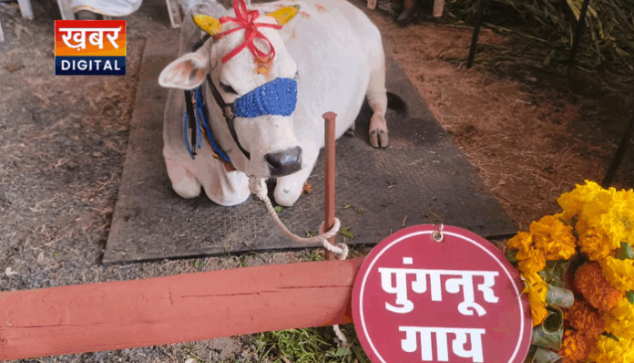 Madhya Pradesh farmer event attraction Punganur Cow
