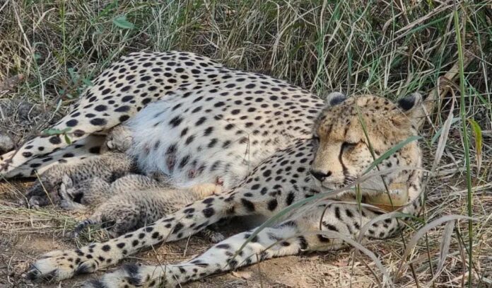 चीता गामिनी दूसरी बार बनी मां,