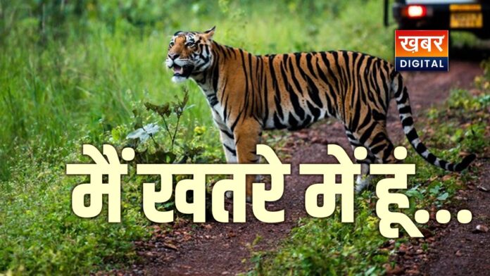 एमपी में 5 साल में 224 बाघों की मौत... ‘टाइगर स्टेट’ के दर्जे पर फिर उठे सवाल वन विभाग को किया जा सकता है अपग्रेड