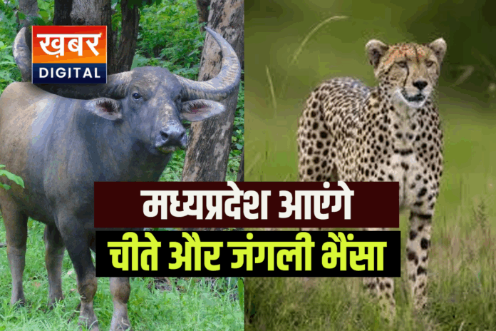 chita and wild buffalo come to Madhya Pradesh On 28 February
