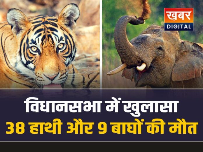 छत्तीसगढ़ में 3 साल में 38 हाथियों और 9 बाघों की मौत