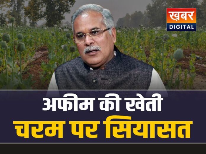 छत्तीसगढ़ : अफीम की खेती पर सियासत, कांग्रेस ने बनाई सीमित