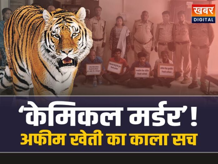 छिंदवाड़ा में अफीम की खेती के लिए बाघ की हत्या