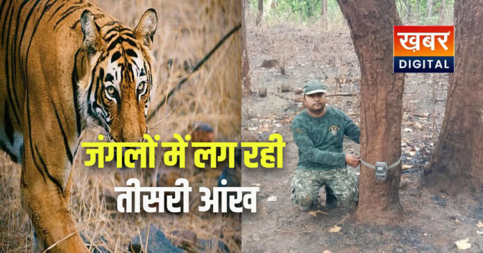 Tigers will be counted using cameras