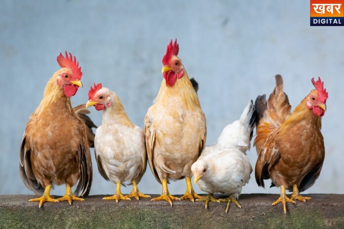 Chicken Dispute: मुर्गे को लेकर चली कुल्हाड़ी, युवक को उतारा मौत के घाट