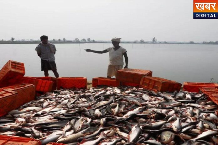 MP Fish Farming: एमपी सरकार की नई पहल, क्रेडिट कार्ड से बढ़ेगी मछुआरों की कमाई, तुरंत जानें प्रोसेस