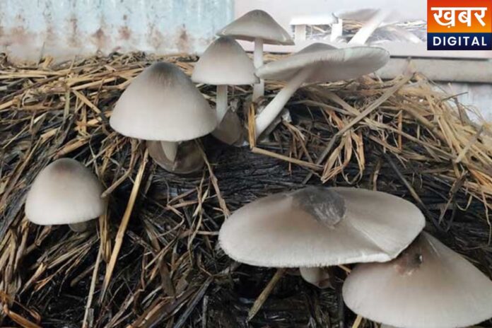 Biggest Mushroom: जबलपुर में दिखा दुनिया का सबसे बड़ा मशरूम, वैज्ञानिक भी हैरान