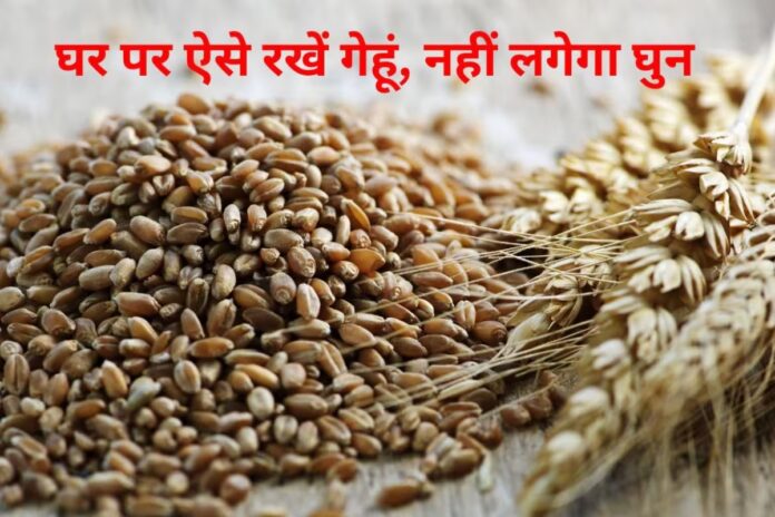 Wheat Storage Tips: बिना केमिकल ऐसे रखें गेहूं सालभर सुरक्षित