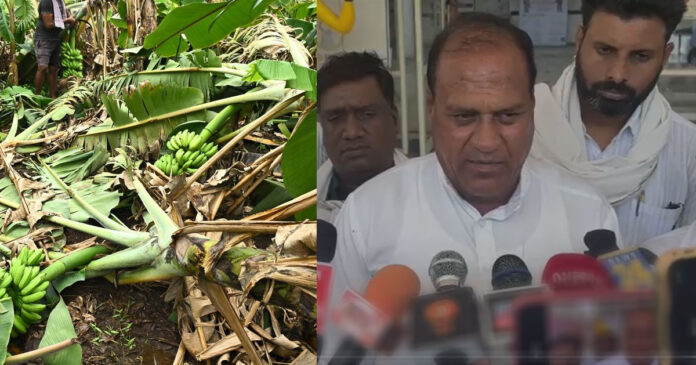 weather and crop damage banana plants former compensation diamond