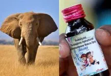 Chhindwara case: Toxic cough syrup to elephant kidney damage
