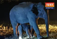 मशहूर हथनी 'बांधवी' ने दिया एक नर हाथी शावक को जन्म