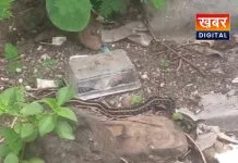 सरकारी भवन के पास दिखा बफ-धारीदार कीलबैक सांप बेहद कम मात्रा में पाया जाता है कीलबैक सांप!