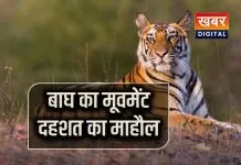 डिंडौरी वन परिक्षेत्र के जंगलों में बाघ की आमद... ग्रामीणों की नींद उड़ाई 12 मवेशियों को बनाया अपना निशाना