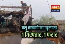 22 पशुओं से भरा ट्रक पकड़ा... अवैध तस्करी का भंडाफोड़ शहपुरा पुलिस ने की कार्रवाई