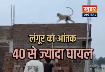 खंडवा में लंगूर का दिखा आतंक... 40 से ज्यादा लोग हुए घायल वन विभाग ने किया रेसक्यू