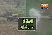 अमानवीयता की पराकाष्ठा, गुढ़ गौशाला में ट्रैक्टर से घसीटे गए गायों के शव ग्रामीण और हिंदू संगठन उबल पड़े