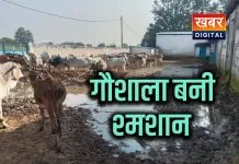 श्मशान में तब्दील हुई गौशाला... अव्यवस्थाओं का गजब का आलम 1 महीने में एक दर्जन गायों की मौत