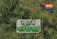 सरकारी स्कूल में लगाए गांजे के पेड़... आखिर कौन कर रहा है नशे का कारोबार जिम्मेदार जवाब देने से बचे