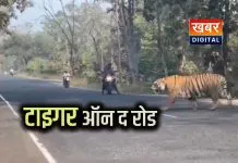 बाघ का रोड क्रॉस करना ग्रामीणों के लिए रोमांचक अनुभव, वीडियो वायरल वन विभाग ने दी सतर्क रहने की सलाह