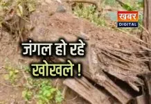 अमरकंटक के जंगलों में साल बोरर का कहर... पांच हजार से अधिक साल वृक्ष हुए खोखले