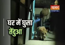घर के अंदर घुसा तेंदुआ... मची अफरा तफरी गांव में दहशत का माहौल