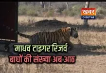 पिंजरा खुलते ही जंगल की तरफ दौड़ लगाई, बाघों की संख्या बढ़कर अब 8 हुई माधव टाइगर रिजर्व में नई बाघिन को किया रिलीज