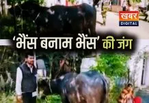 थाने में पहुंची ‘भैंस बनाम भैंस’ की जंग... खून से लथपथ भैंस का एमएलसी पुलिस भी रह गई दंग