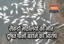 मुरैना में नाले में सैकड़ों मछलियों की मौत से हड़कंप... आइसक्रीम फैक्ट्री का दूषित पानी नाले में बहाने का आरोप