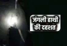 घर के नजदीक पहुंचा जंगली हाथी... ग्रामीणों ने थाली बजाकर जंगल की ओर खदेड़ा जंगली हाथी की चहलकदमी
