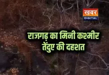 राजगढ़ के मिनी कश्मीर में तेंदुए की दस्तक... ग्रामीणों में दहशत का माहौल खेतों में काम करना हुआ मुश्किल