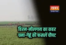 श्योपुर के ग्रामीण इलाकों में हिरन-नीलगाय का कहर... चना-गेहूं की फसलें चौपट, किसान परेशान वन्यजीवों का बढ़ता आतंक