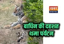 नेबुहा में बाघिन की दहशत से थमा पर्यटन... बघेला रिसोर्ट के आसपास 5 दिन से जमी बाघिन