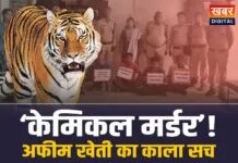 छिंदवाड़ा में अफीम की खेती के लिए बाघ की हत्या